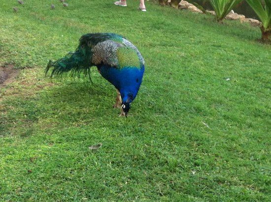 Smiths Tropical Paradise