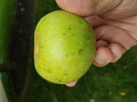 Johnny Appleseed Education Center and Museum