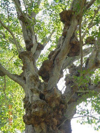 El Arbol de los Muertos