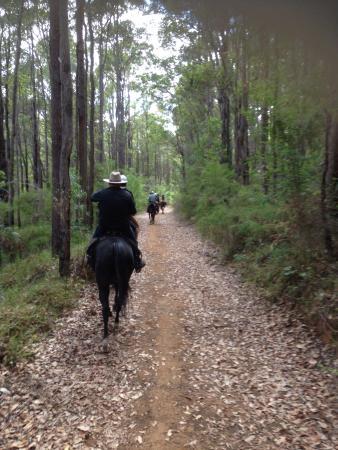 Cowboy Up Trail Rides