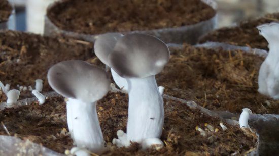 Fungicultura Sitio Parana