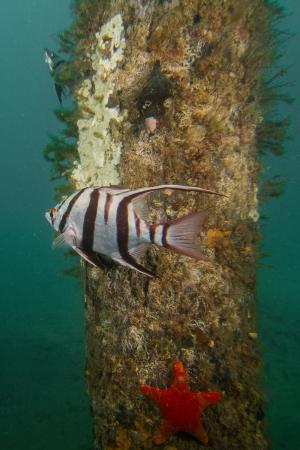 Port Noarlunga Jetty