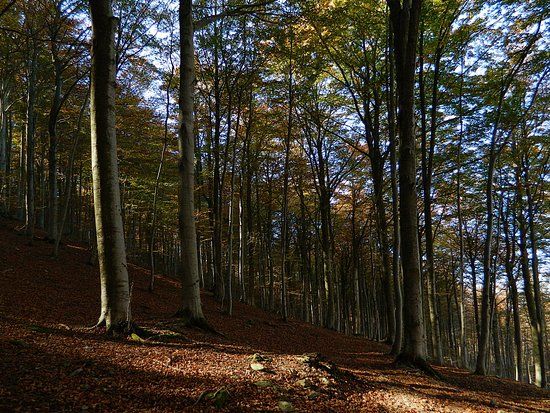 Foresta demaniale del Melogno