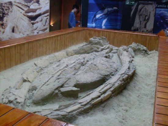 Caldera's Paleontological Museum