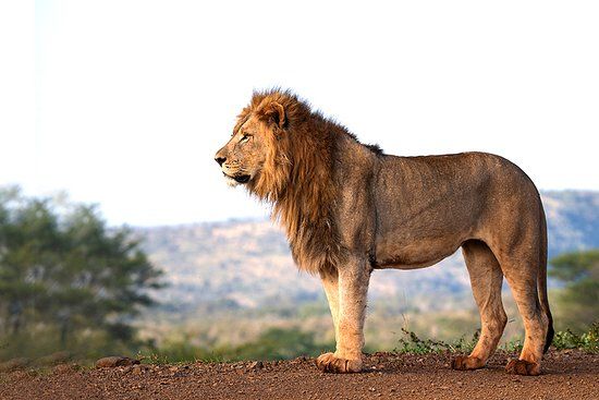 Zimanga Private Game Reserve