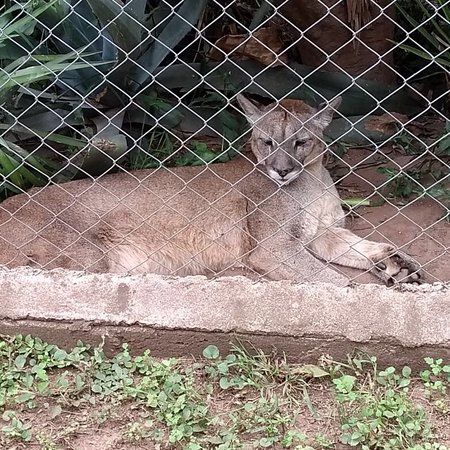 Pumakawa Animal Reserve