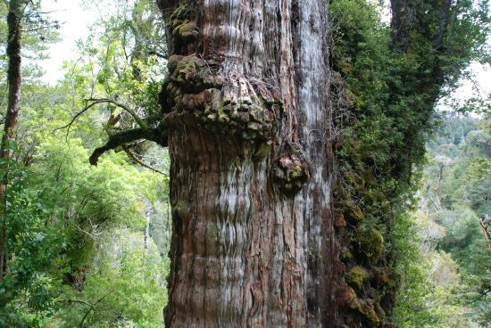 Parque Nacional Alerce Costero