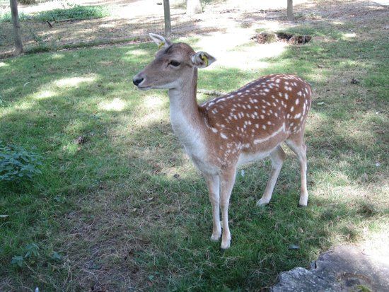 Parc Animalier de l'Emprunt