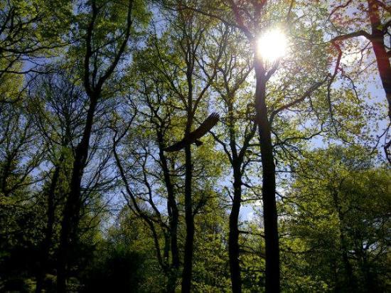 Queenswood Country Park and Arboretum