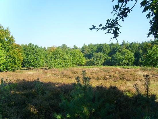 Buckelgräberfeld von Boltersen