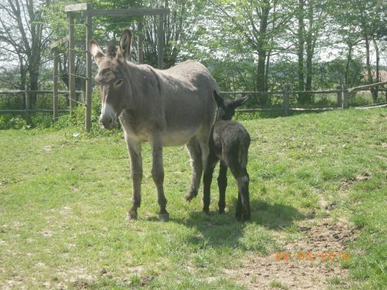 Asinerie the Pays des Collines