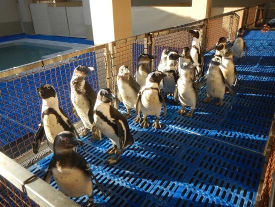 African Penguin & Seabird Sanctuary