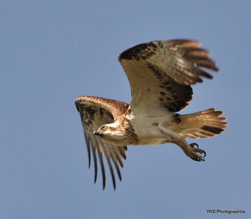 Osprey Environmental Centre Brisbane