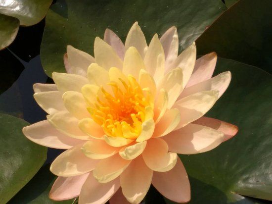 Nong Han Chaloem Phra Kiat Park