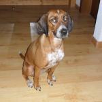 Trattoria Pizzeria la Casareccia