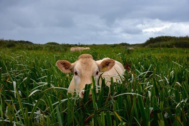 Grand Café de Foyer