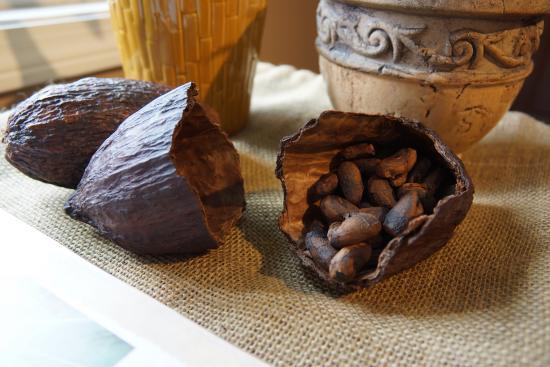 Vicuna Chocolate Factory & Cafe