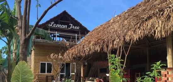 Lemon Tree Bar Cafe Restaurant