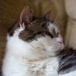 Breeje Durp Pizzeria