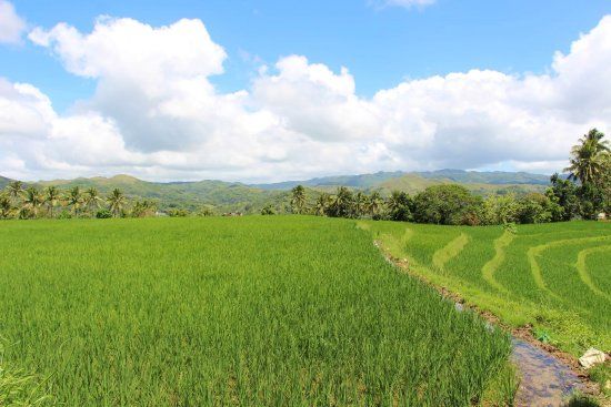 Cambuyo Rice Terraces