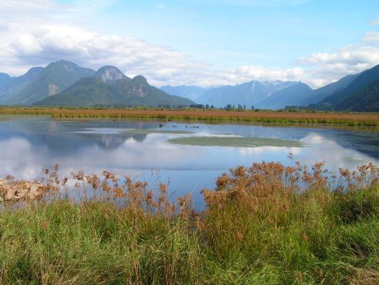 Pitt Polder Ecological Reserve