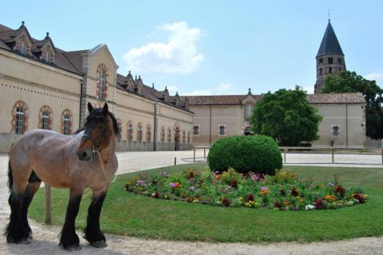 haras national de Cluny