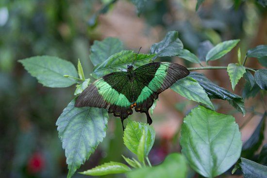 Eifalia Schmetterlingsgarten