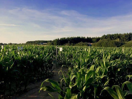 Labyrinthe du Thimerais