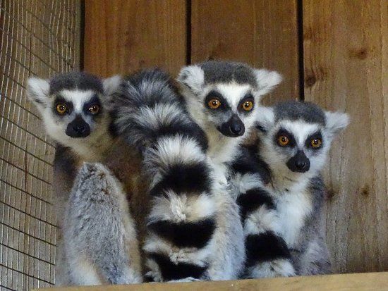 Ventura Wildlife Park