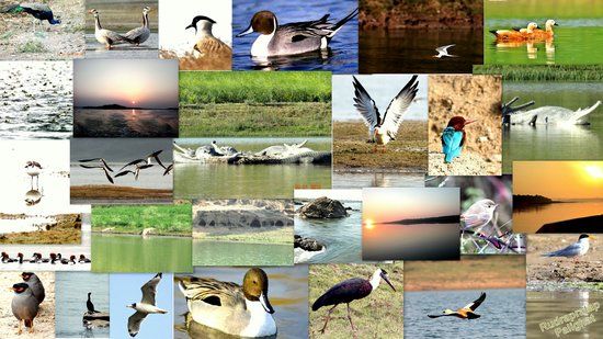 National Chambal Sanctuary