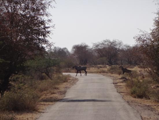 Keladevi Wildlife Sanctuary