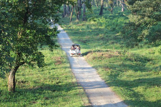 Gorumara Forest