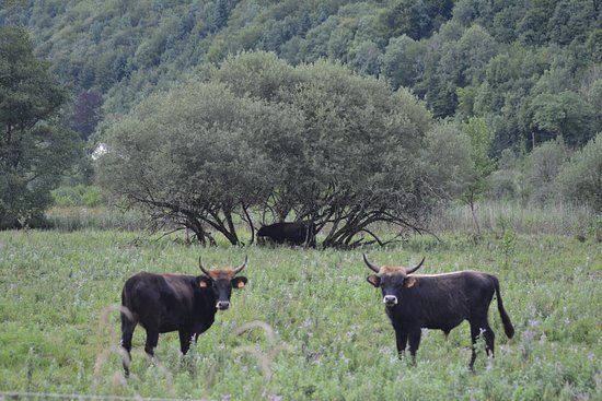Parc Animalier du Hérisson