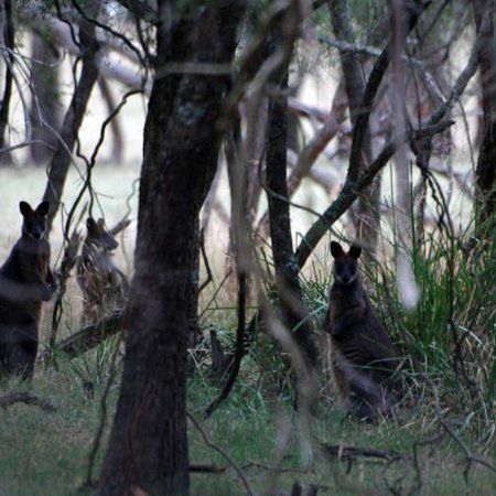 F Oswin Robert Koala Reserve
