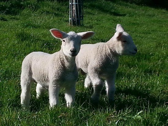 Ferme Pédagogique du Lieu Roussel