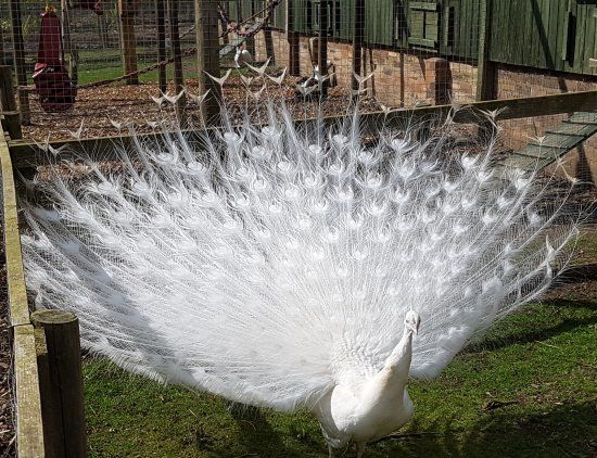 Kirkley Hall Zoological Gardens