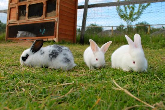 Willowbrook Organic Farm