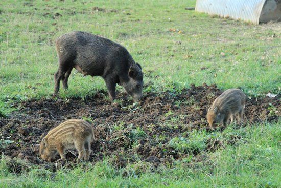 Bowland Wild Boar Park