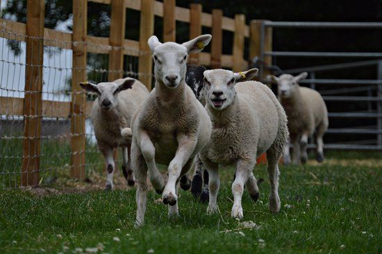 Floralands Farm Park