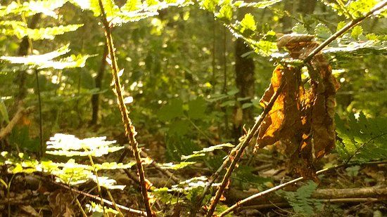 Dukes Wood Oil Museum