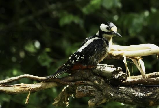 Sirhowy Valley Bird Hide