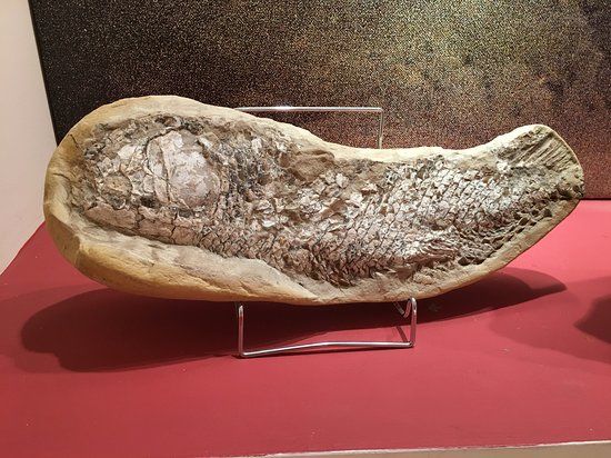 Stamatiadis Museum for Mineralogi og Palæontologi