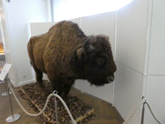 Flensborg Naturvidenskabelige Museum