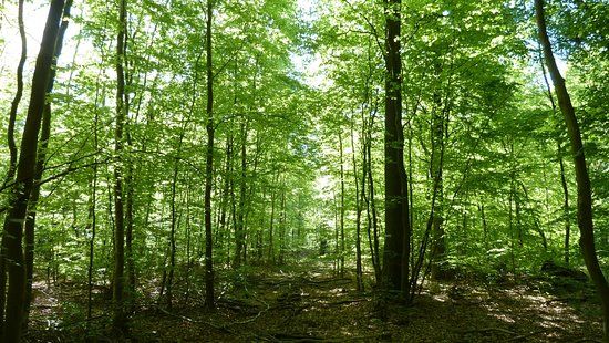 Naturpark Elm Lappwald