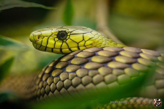 Reptilienzoo Nockalm