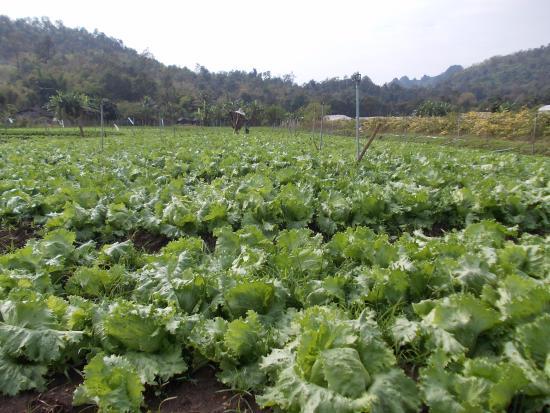 Huai Luek Royal Project Development Centre