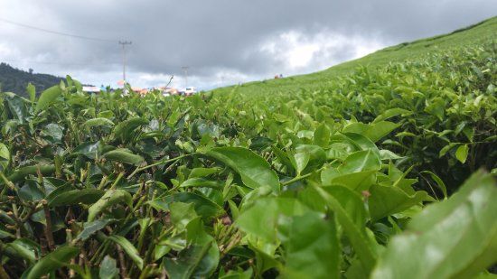 Alahan Panjang Tea Farm