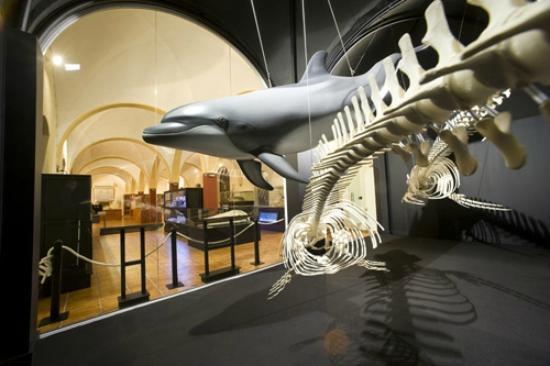 Museo De Historia Natural