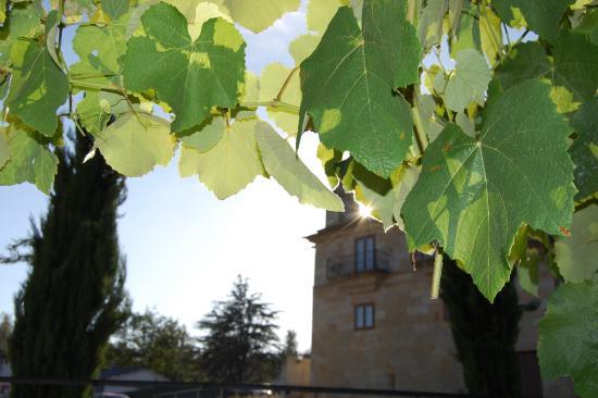 Fundacion Pazo de Mos