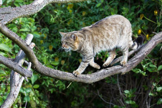Wildkatzendorf Hütscheroda